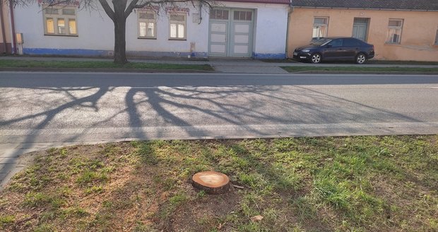 Ve Skalické ulici ve Strážnici padlo k zemi 10 stromů, v plánu jich bylo přitom jen sedm.