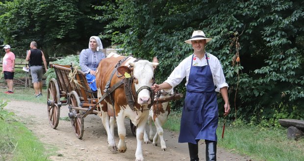 Lukáš Zálešák veze na voze taženém krávou Matyldou sklizené konopí do sušárny.