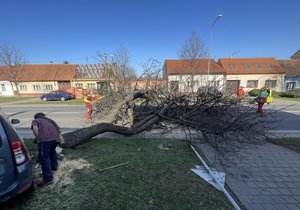 Jedno auto nestačilo. V tomto případě dokázal obyvatel Strážnice postavit ke stromu jen jedno auto, pracovníci toho okamžitě využili a třešen srazili dolů.