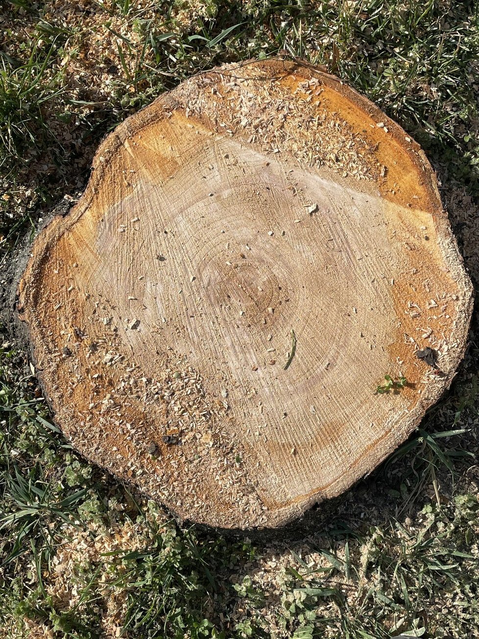 Kmeny po odřezaných třešních ve Strážnici ukazují, že se jednalo o zdravé stromy.