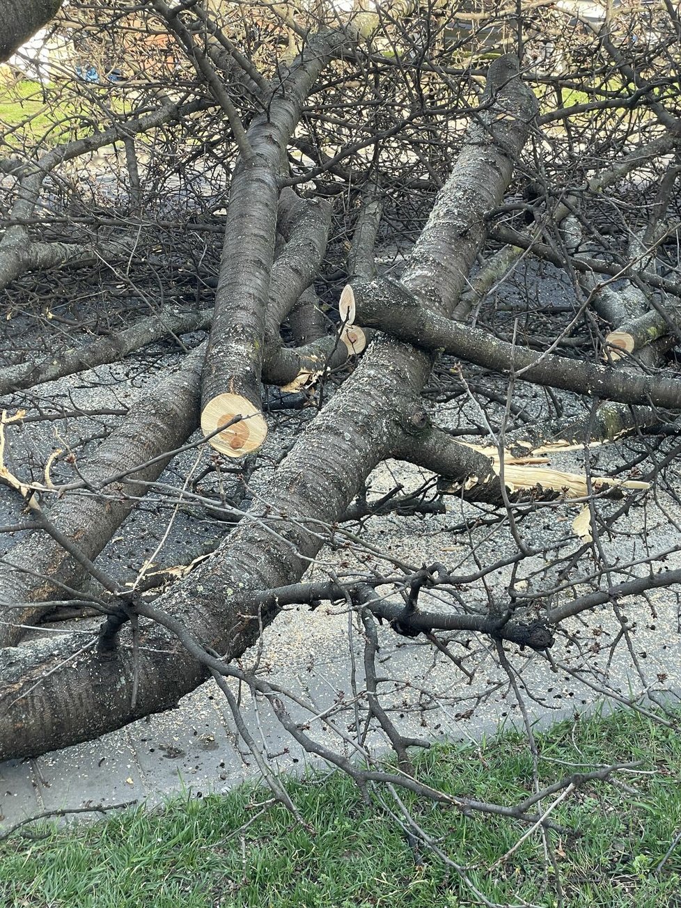 Pořezané větve třešní ve Strážnici. Nikde není vidět poškození stromu.