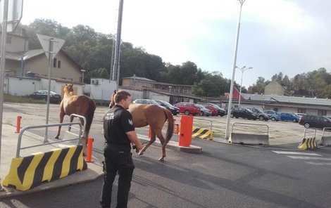 O zaběhlé koně se dočasně postarali strážníci. Pak si je vyzvedla jejich majitelka. 