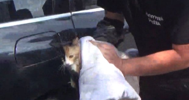 VIDEO: Koťátko se tři hodiny pařilo v autě na slunci! Majitel šel mezitím do zoo