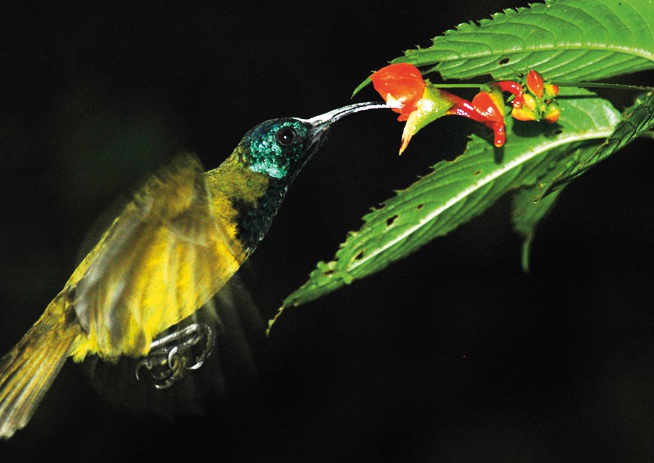 Strdimil kamerunský umí třepotat křídly podobně jako jihoameričtí kolibříci. Jde o světový unikát