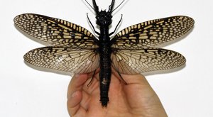 Největší (a nejhnusnější) nový druh vodního hmyzu objevili v Číně