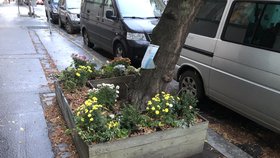 Pro street gardening v Praze je podzim ideální. „V první řadě je důležitá dohoda,“ podmiňuje magistrát