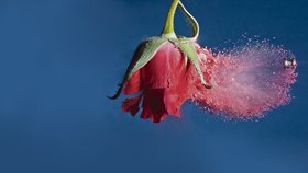 Růže - Explodující poupě růže zažívá svou setinu vteřiny slávy. Pak pocestuje rovnou do koše.