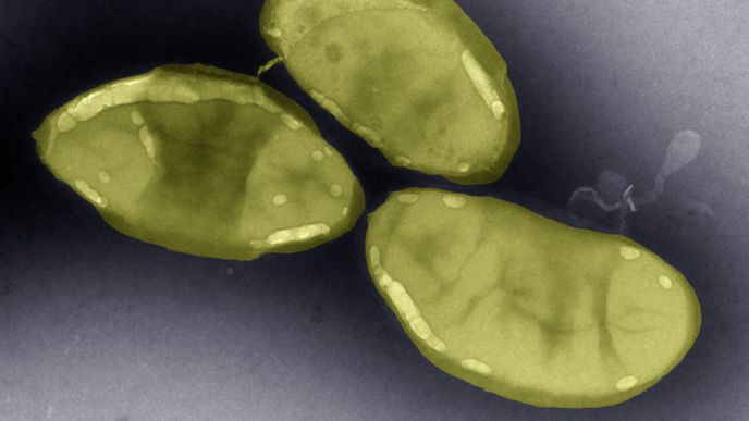 Nově objevené střevní bakterie