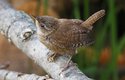 Střízlík obecný (Troglodytes troglodytes) je jedním z&nbsp;našich nejmenších ptáků