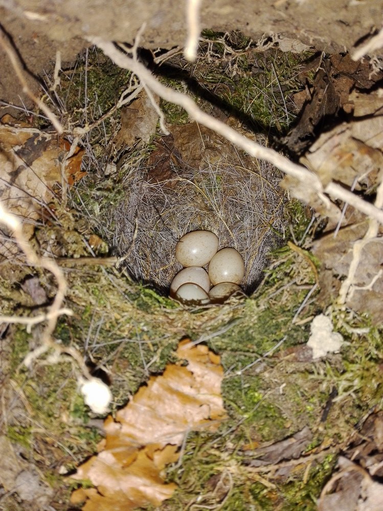 Střízlík snáší 5–7 špinavě bílých vajíček s&nbsp;drobnými červenohnědými tečkami. Měří jen asi 1,5 cm na výšku a váží jen něco málo přes 1 g