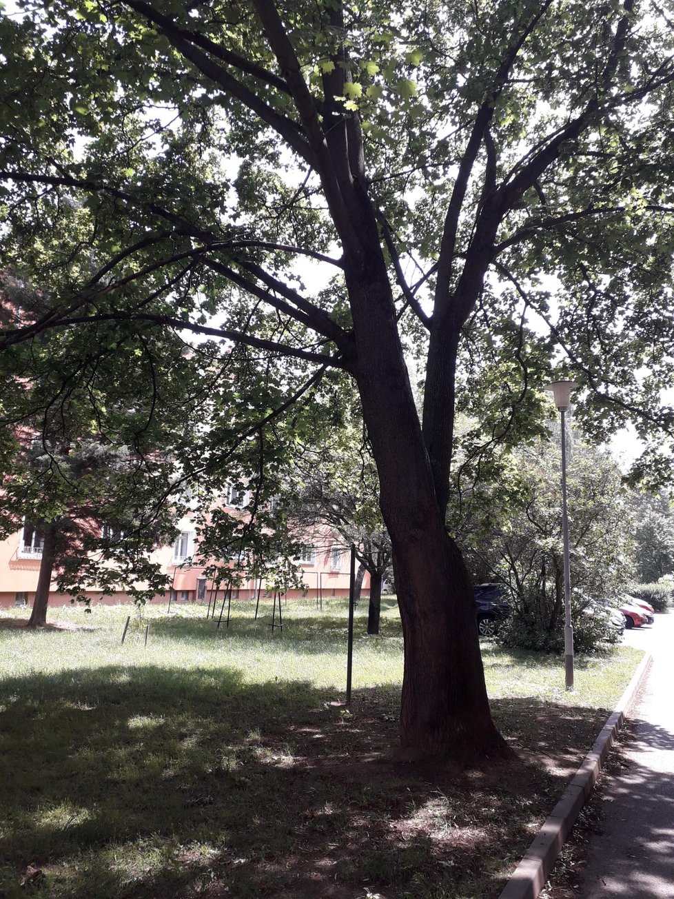 Malý strakapoud spadl ze stromu v parčíku v Chládkově ulici v Brně.