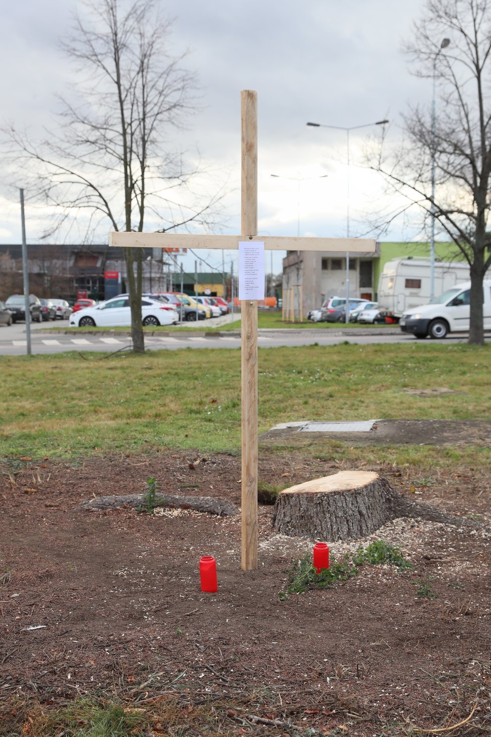Na místě stromu před Střední zdravotnickou školou v Berouně se nachází jen pařez, kříž a malá sazenice.