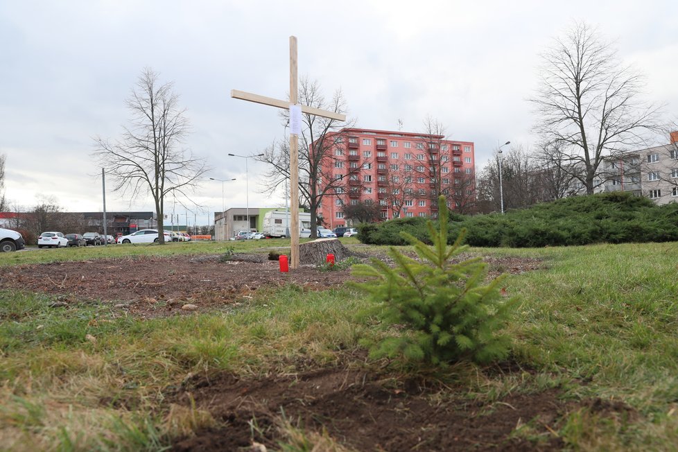 Na místě stromu před Střední zdravotnickou školou v Berouně se nachází jen pařez, kříž a malá sazenice.