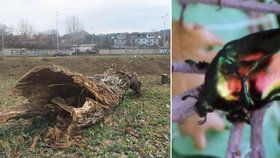 Tento starý strom někdo sebral v brněnských Žabovřeskách. Byli v něm vzácní brouci.