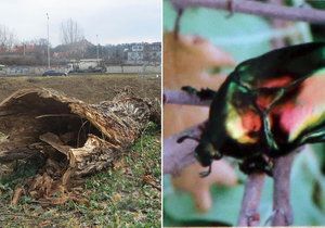 Tento starý strom někdo sebral v brněnských Žabovřeskách. Byli v něm vzácní brouci.