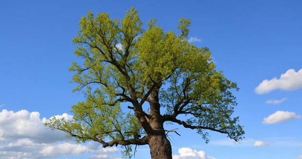 Památný Žižkův dub na Plzeňsku. Strom již padl, zničila ho dřevokazná houba.