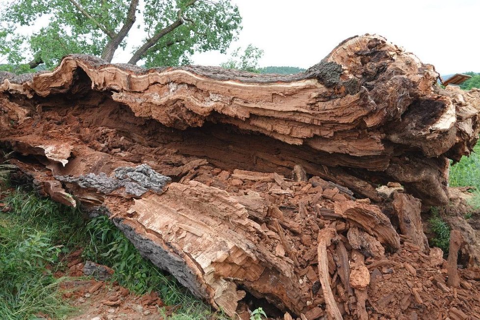 Památný Žižkův dub na Plzeňsku padl, zničila ho dřevokazná houba.