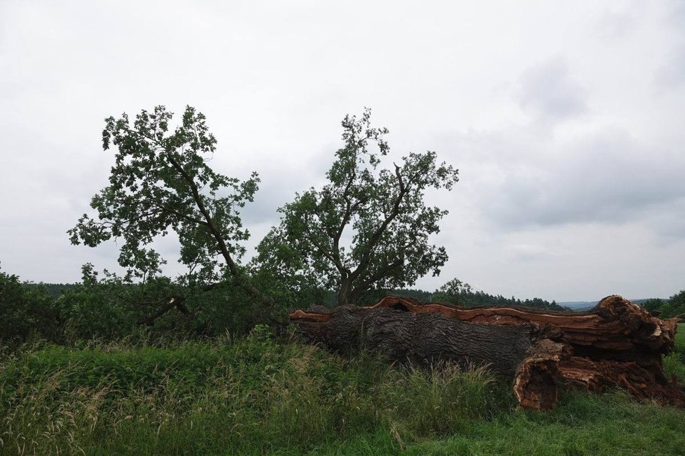 Památný Žižkův dub na Plzeňsku padl, zničila ho dřevokazná houba.