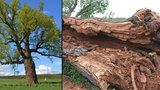 Žižkův dub padl! Památný strom na Plzeňsku zničila dřevokazná houba