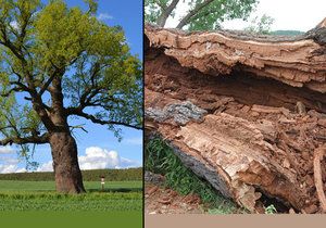 Památný Žižkův dub na Plzeňsku. Strom již padl, zničila ho dřevokazná houba.
