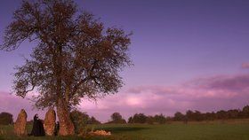 Jaký strom určuje vaši povahu? Prozradí vám to moudrost keltských druidů