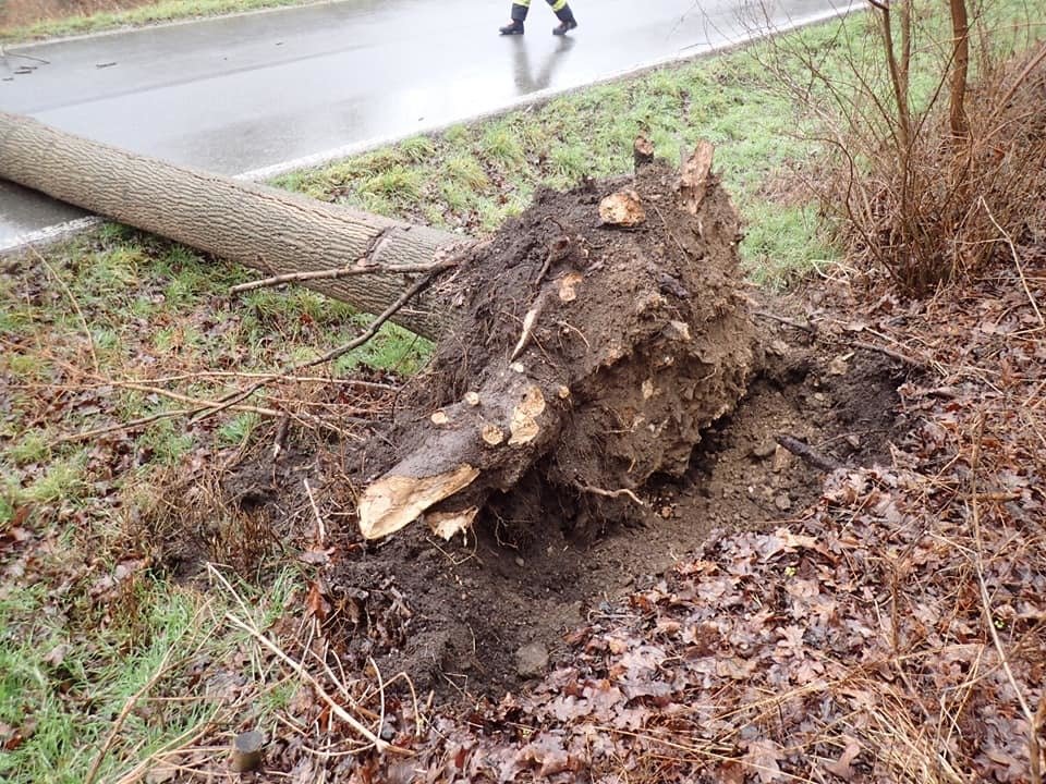 Dopravu na Mladoboleslavsku komplikoval silný vítr, který vyvrátil několik stromů.