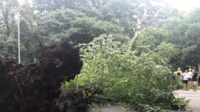Spadlý strom v newyorském Central Parku