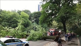 Spadlý strom v newyorském Central Parku