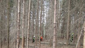 Na dva muže na Zlínsku spadly stromy.