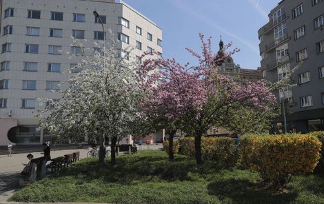 Dvojstromu (vpravo) dělá společnost jedna obyčejná třešeň (vlevo) a jedna vydařená sakura v pozadí.