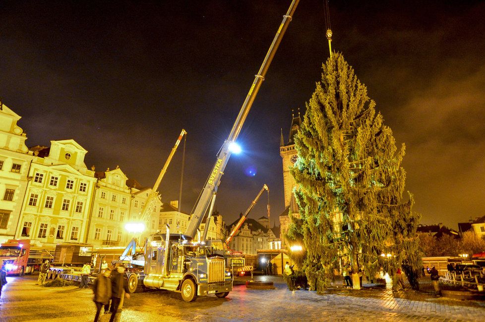 Staroměstské náměstí zdobí vánoční strom. Přes noc jej dělníci usadili do země, kde vydrží téměř měsíc a půl.