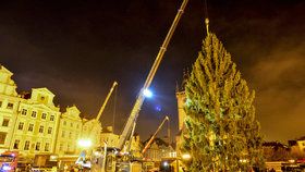 Staroměstské náměstí zdobí vánoční strom. Přes noc jej dělníci usadili do země, kde vydrží téměř měsíc a půl.