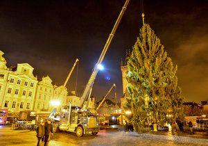 Staroměstské náměstí zdobí vánoční strom. Přes noc jej dělníci usadili do země, kde vydrží téměř měsíc a půl.