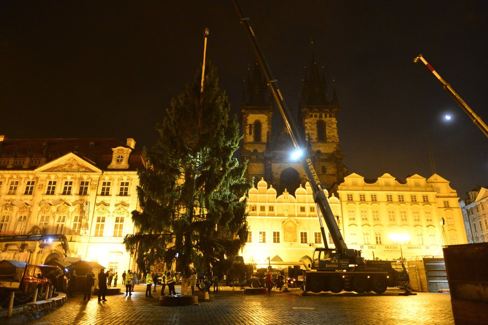 Staroměstské náměstí zdobí vánoční strom. Přes noc jej dělníci usadili do země, kde vydrží téměř měsíc a půl.