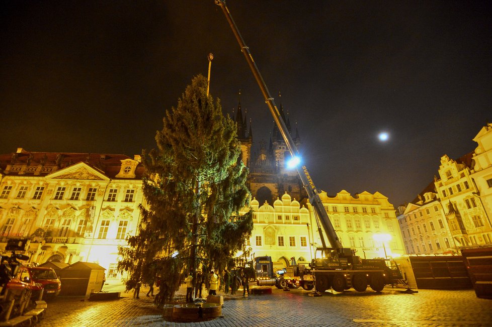 Staroměstské náměstí zdobí vánoční strom. Přes noc jej dělníci usadili do země, kde vydrží téměř měsíc a půl.