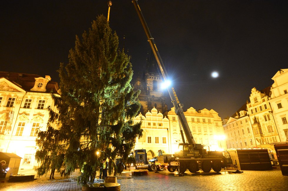 Staroměstské náměstí zdobí vánoční strom. Přes noc jej dělníci usadili do země, kde vydrží téměř měsíc a půl.