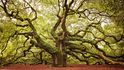 Údajně až 1500 let starý dub v Jižní Karolíně