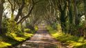 Tunel ze stromů v Severním Irsku figuroval i v seriálu Hra o trůny