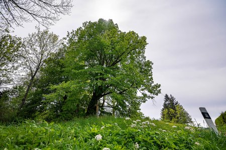 Strom stojí u staré kupecké stezky vedoucí z Rakous do Českého Krumlova.