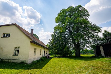 Lípa ční nad přilehlým stavením již stovky let. Nyní brání v rozšiřování satelitní sítě.