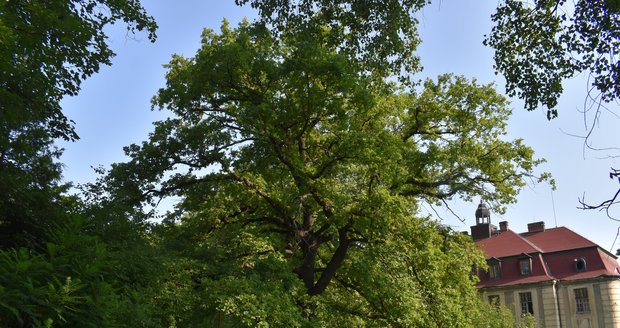 Stromem roku Prahy 6 se stal dub letní u zámku Veleslavín. Městská část usiluje o zpřístupnění zámeckého areálu veřejnosti