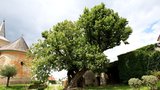 Máte v okolí zajímavý strom? Přihlaste ho do soutěže Strom roku 2012