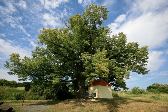 Lípa pod Ticholovcem