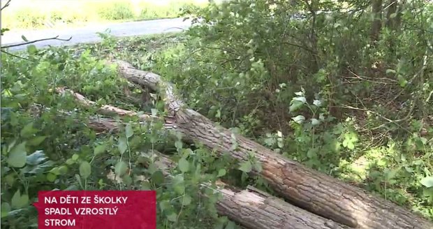 Na Dačicku spadl na pět dětí strom: Dvě jsou vážně zraněné!
