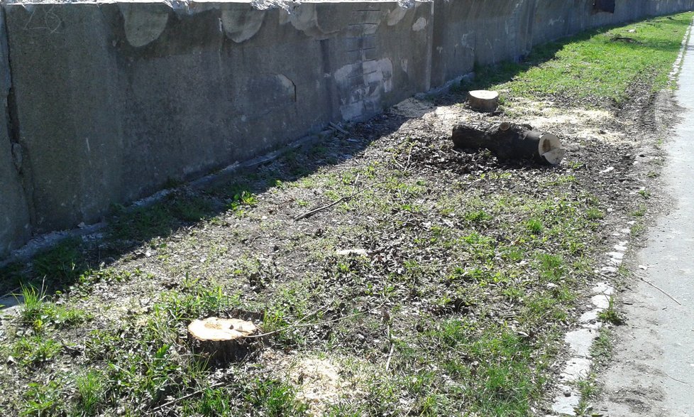 Kvůli opravě zdi Ďáblického hřbitova pokáceli 46 stromů, podle radnice se vysadí nové.