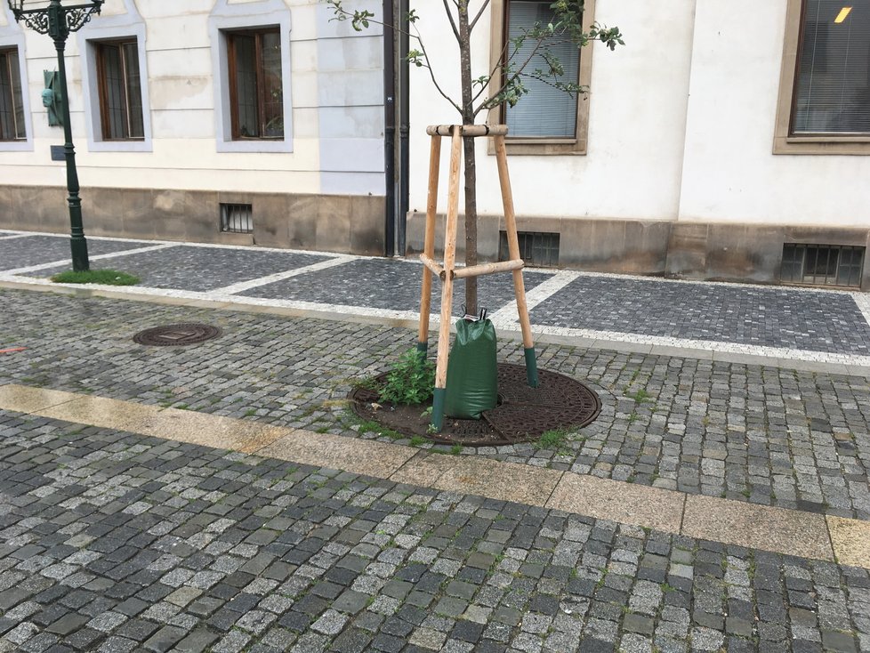 Vaky zajišťují stromům postupný přísun životodárné vody.