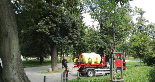 Ve Stromovce je nezbytné během sucha zalévat hlavně mladé stromy.