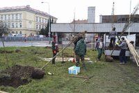 Strom za stromem: Praha 7 má novou zeleň, vynahradilo se i řádění vichřice