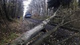 Stromy u kolejišť ohrožují zdraví lidí i provoz vlaků. Železničář: Nesmíme je kácet