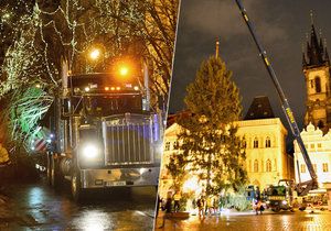 Na Staromáku „vyrostl“ vánoční strom pro Prahu: Podívejte se, jak proběhlo jeho usazení
